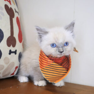 Boomer Ragdoll 01
