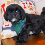 Boomerang Shihpoo 03