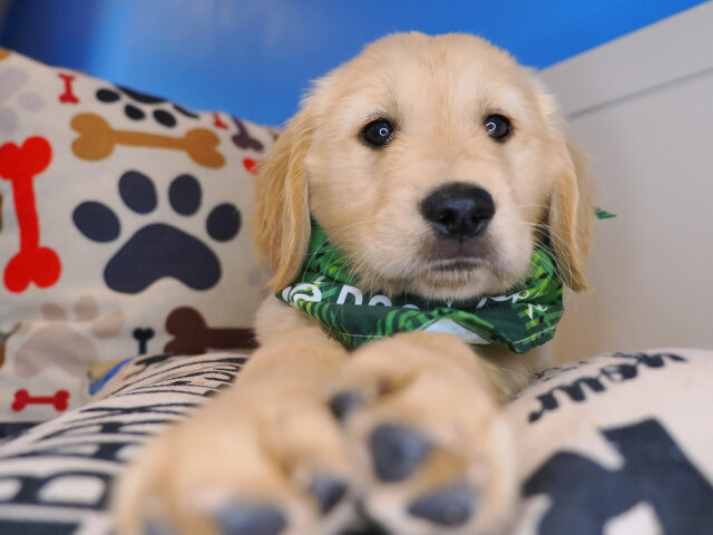 Boone Golden Retriever 02