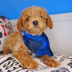 Bun Cavapoo 01