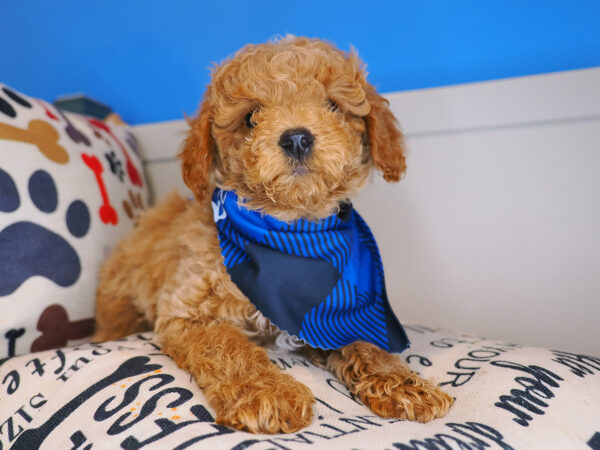 Bun Cavapoo 01