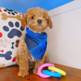 Bun Cavapoo 02