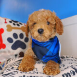 Bun Cavapoo 03
