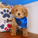 Bun Cavapoo 04