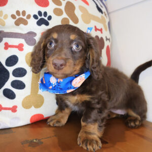 Cailin Dachcshund 01