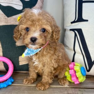 Calamity Jane Cavapoo 01