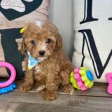 Calamity Jane Cavapoo 03