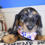 Calypso Dachcshund 01