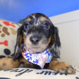 Calypso Dachcshund 03