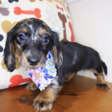 Calypso Dachcshund 04
