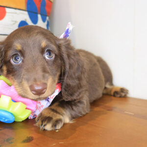 Cappuccino Dachshund 01