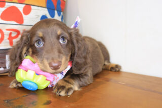 Cappuccino Dachshund 01