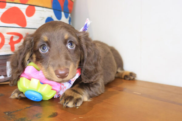 Cappuccino Dachshund 01