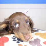 Cappuccino Dachshund 02