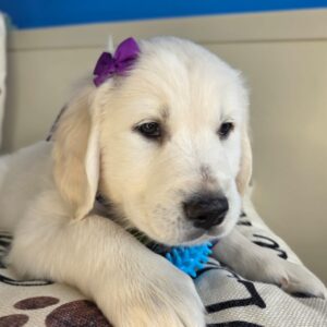 Cappuccino Golden Retriever 01