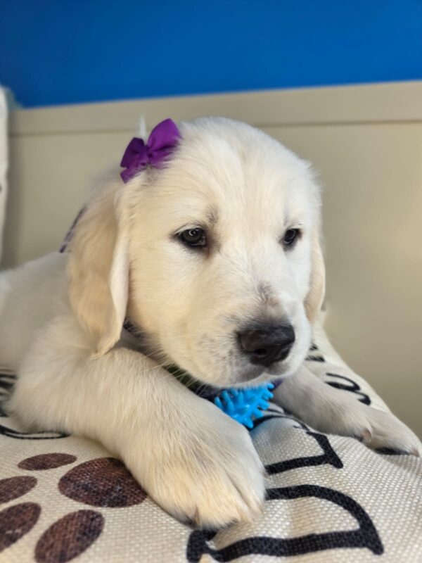 Cappuccino Golden Retriever 01