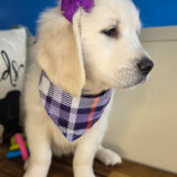 Cappuccino Golden Retriever 02
