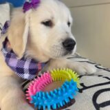 Cappuccino Golden Retriever 03
