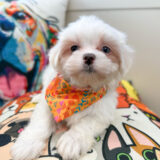 Cesar Maltipoo 01