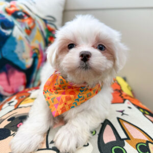 Cesar Maltipoo 01