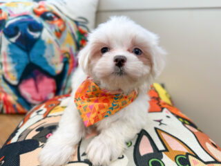 Cesar Maltipoo 01