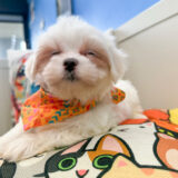 Cesar Maltipoo 02