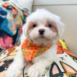 Cesar Maltipoo 04
