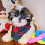 Chappie Shih Tzu 01