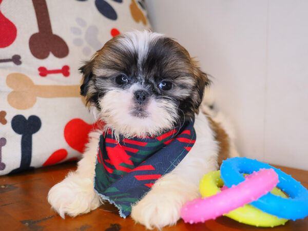 Chappie Shih Tzu 01