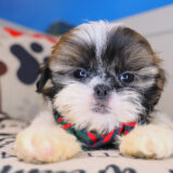 Chappie Shih Tzu 02