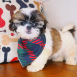 Chappie Shih Tzu 03