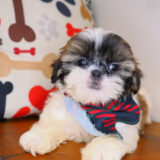 Chappie Shih Tzu 04