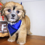 Chase Teddy Bear 03