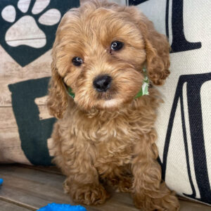 Chatter Cavapoo 01