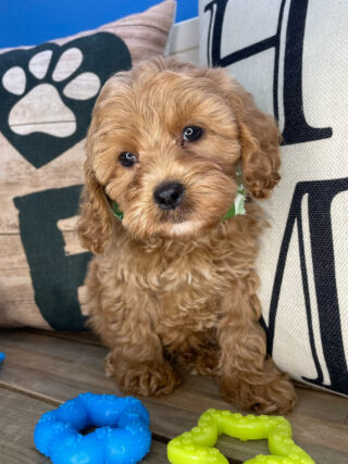 Chatter Cavapoo 01