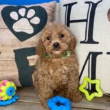 Chatter Cavapoo 02