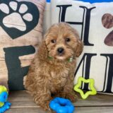 Chatter Cavapoo 04