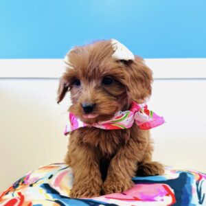 Chickadee Miniature Goldendoodle 01