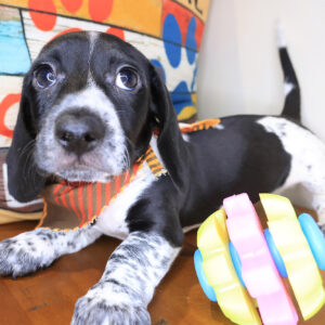 Choco Dachshund 01