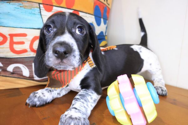 Choco Dachshund 01