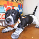 Choco Dachshund 02