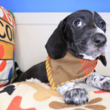 Choco Dachshund 03