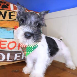 Cody Miniature Schnauzer 01