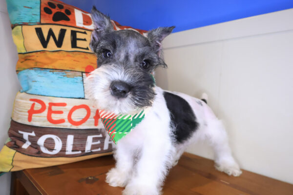 Cody Miniature Schnauzer 01