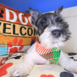 Cody Miniature Schnauzer 02
