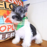 Cody Miniature Schnauzer 03