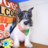 Cody Miniature Schnauzer 04