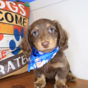 Cosette Dachshund 01