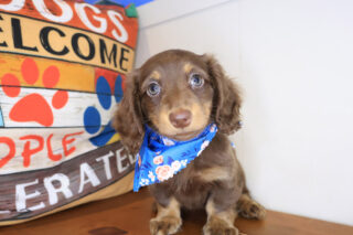 Cosette Dachshund 01
