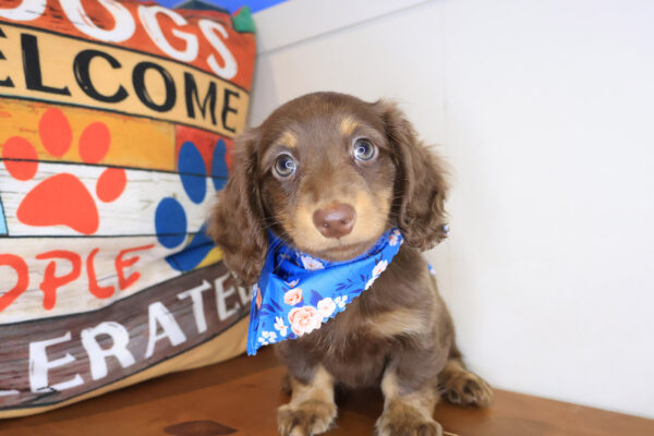 Cosette Dachshund 01